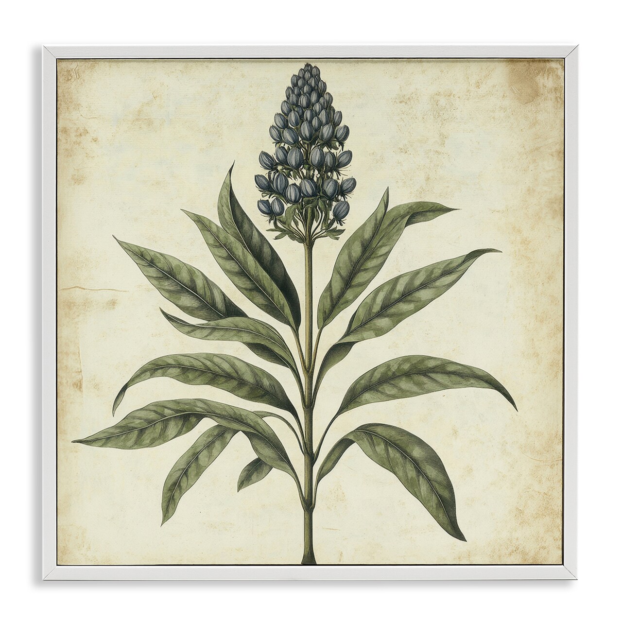 Stupell Industries Vintage Blue Botanical Illustration Framed Giclee, design by Petal Prints Design